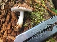 Russula fragilis image