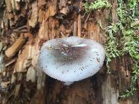 Russula fragilis image