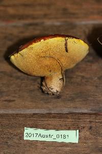 Suillus luteus image