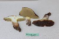 Suillus quiescens image