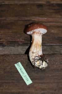 Suillus luteus image