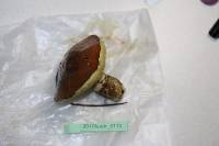 Suillus luteus image