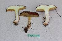 Suillus luteus image