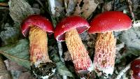 Boletus frostii image