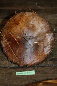 Suillus luteus image