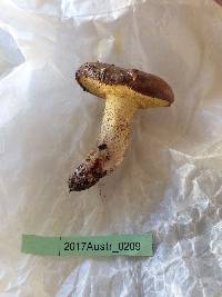 Suillus collinitus image