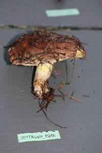 Suillus quiescens image