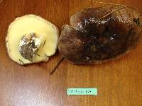 Suillus quiescens image