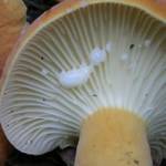 Lactarius hygrophoroides image