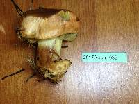 Suillus quiescens image