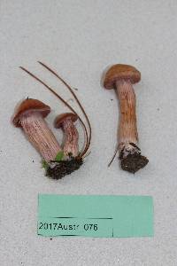 Laccaria bicolor image