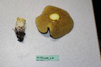 Suillus collinitus image