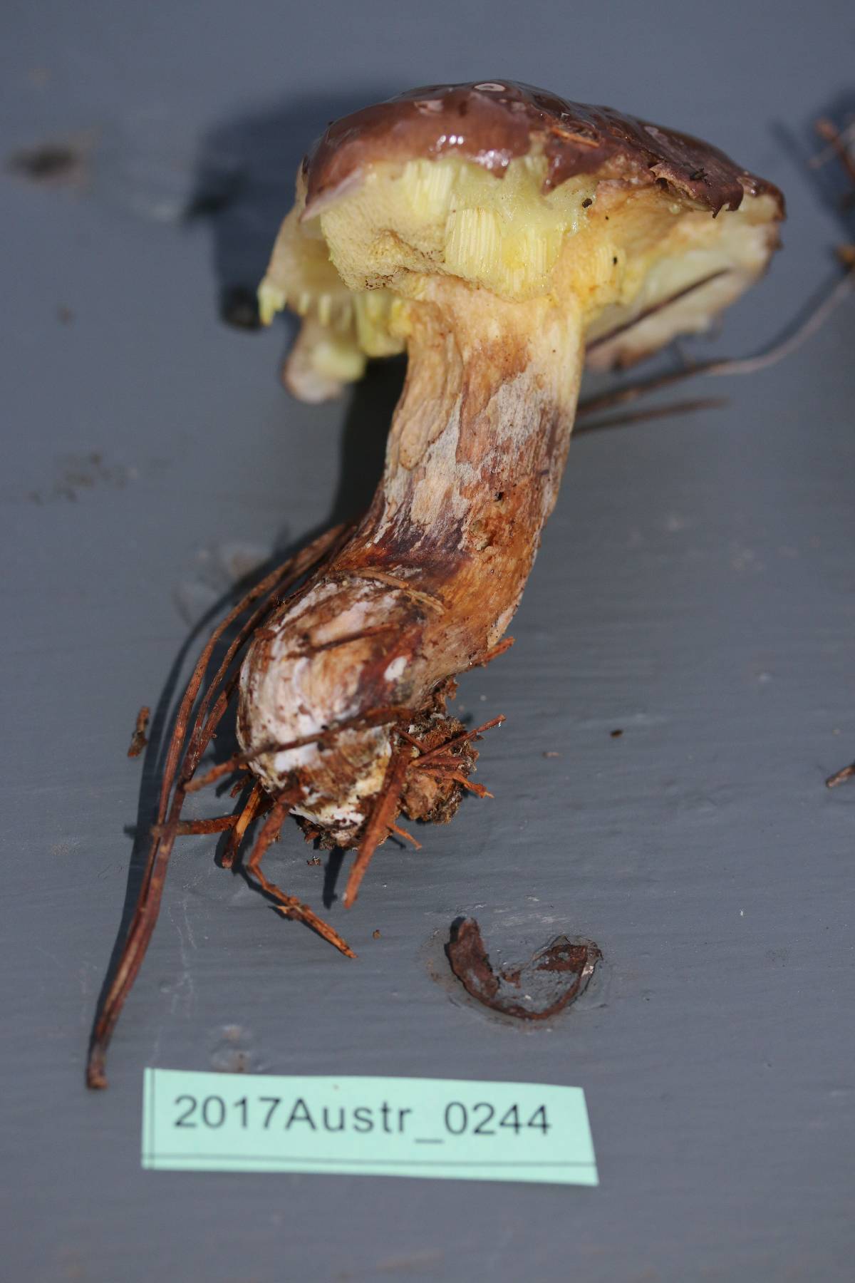 Suillus quiescens image