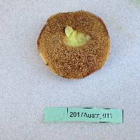 Suillus luteus image