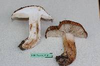 Tricholoma vaccinum image