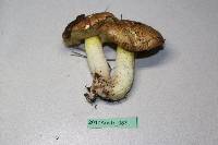 Suillus collinitus image