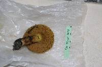 Suillus luteus image