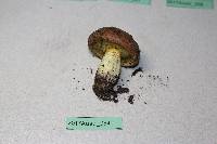 Suillus collinitus image