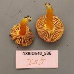 Hygrocybe reidii image