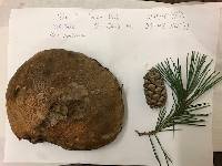Suillus luteus image