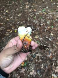 Ganoderma lucidum image