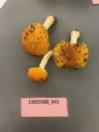 Amanita elongata image