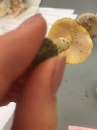 Amanita elongata image