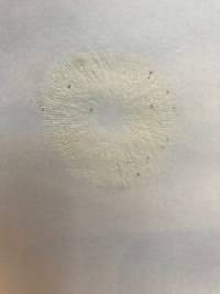 Amanita elongata image