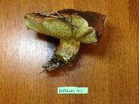 Suillus quiescens image