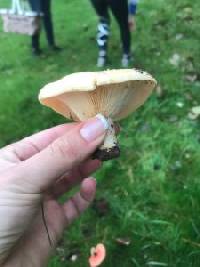 Lactarius maculatipes image