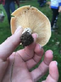 Lactarius maculatipes image