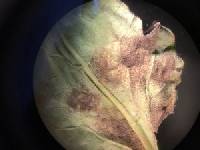 Passalora fulva image