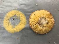 Russula cessans image