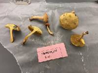 Suillus hirtellus image