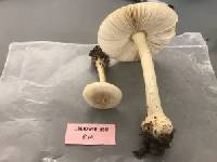 Amanita roseotincta image