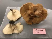 Clitocybe gibba image