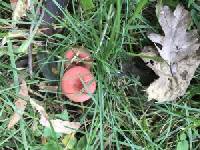 Russula cessans image