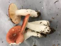 Russula cessans image