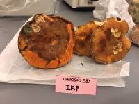 Gyroporus ballouii image