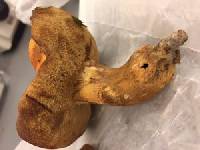 Gyroporus ballouii image