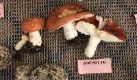 Russula cystidiosa image