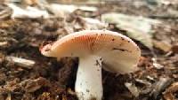 Russula cystidiosa image