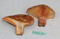 Lactarius deliciosus image