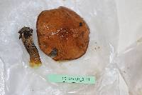 Suillus luteus image