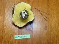 Suillus quiescens image