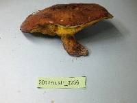 Suillus quiescens image