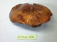 Suillus quiescens image