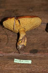 Suillus luteus image