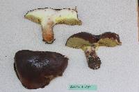 Suillus quiescens image