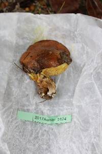 Suillus luteus image